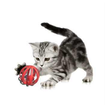 Double ball cat toys